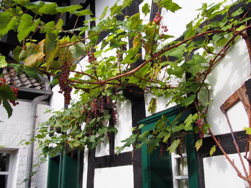 Falderhof Кьолн Екстериор снимка